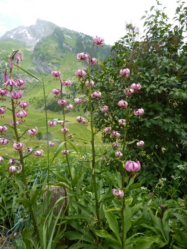 2-LIS MARTAGON (2)