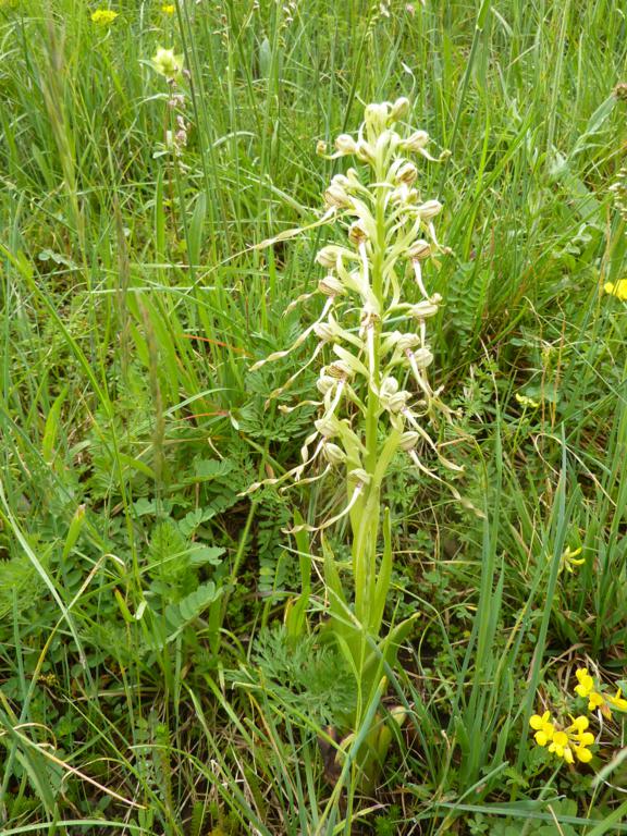 ZORCHIS BOUC (1) 576x768