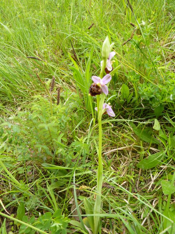 ZORCHIS BOURDON 576x768