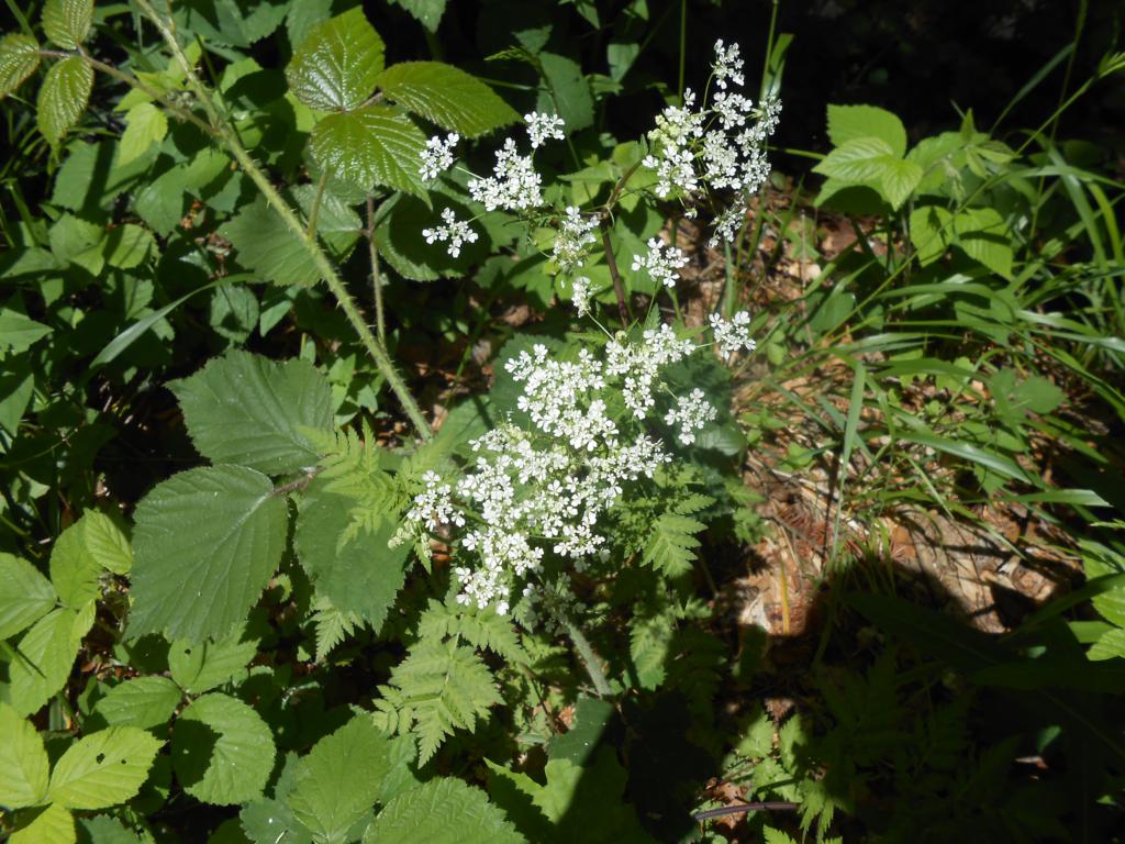 DSCN7347 06-16-2015