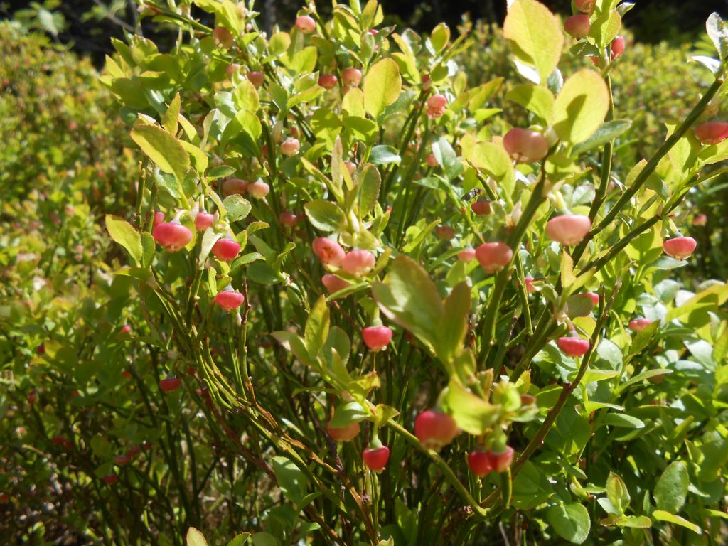 DSCN7371 06-16-2015