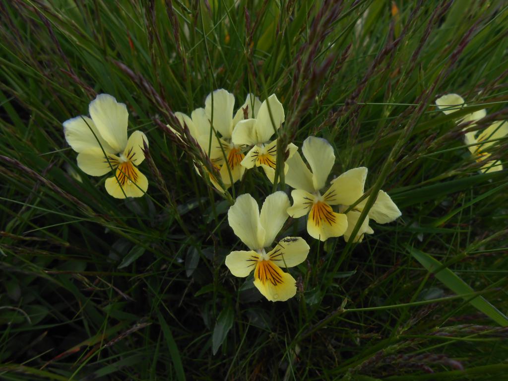 DSCN7394 06-16-2015