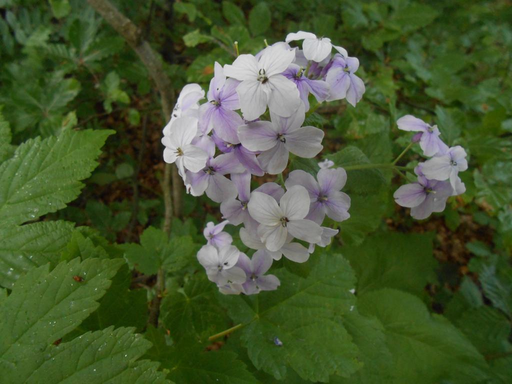 DSCN7418 06-16-2015