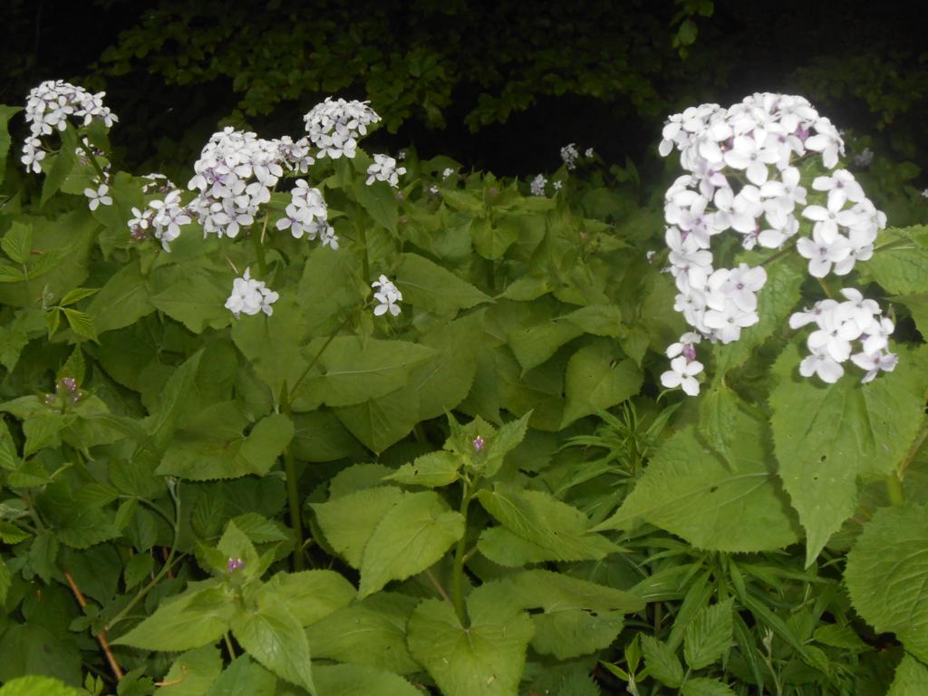 DSCN7420 06-16-2015