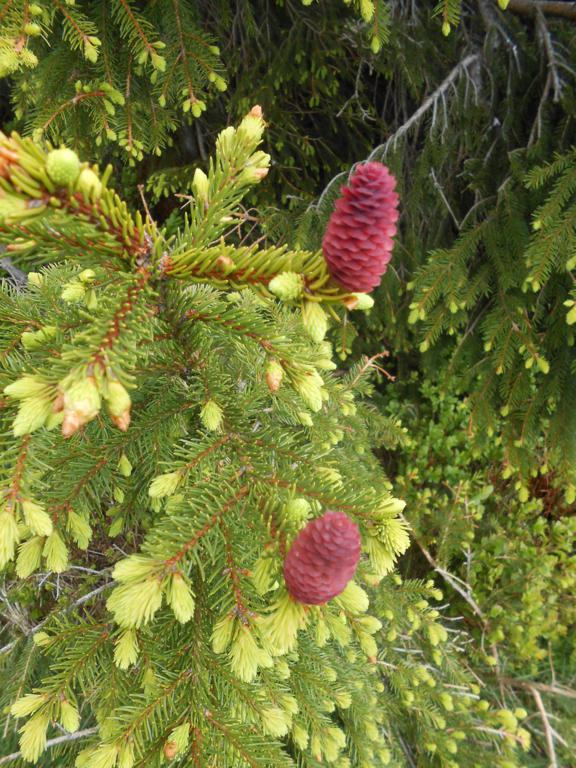 DSCN7436 06-16-2015