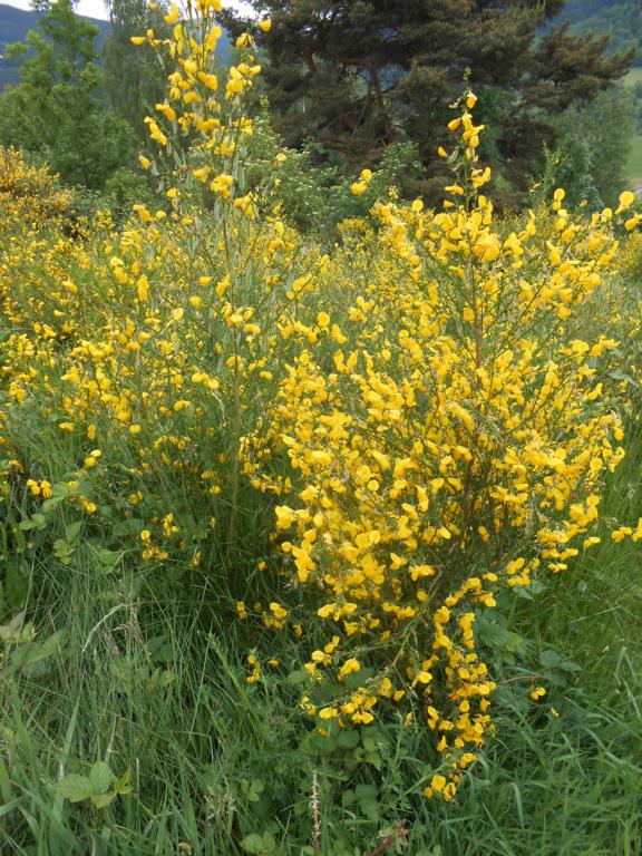 DSCN7460 06-16-2015