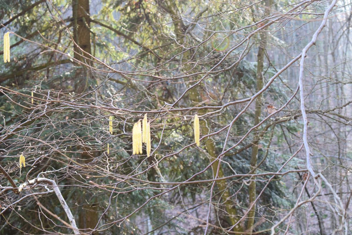 DSC 0536 14-01-2018