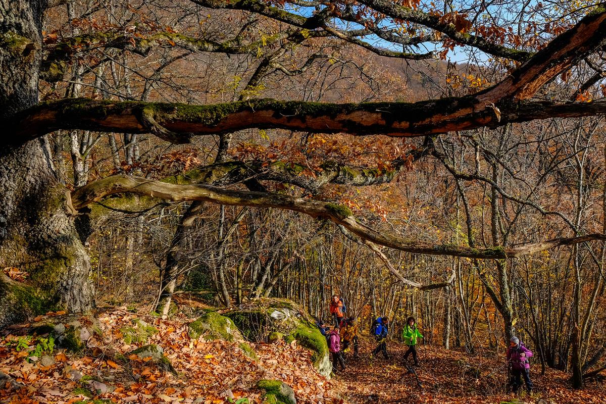 Hartmannswillerkopf Arie A014 23-11-2018