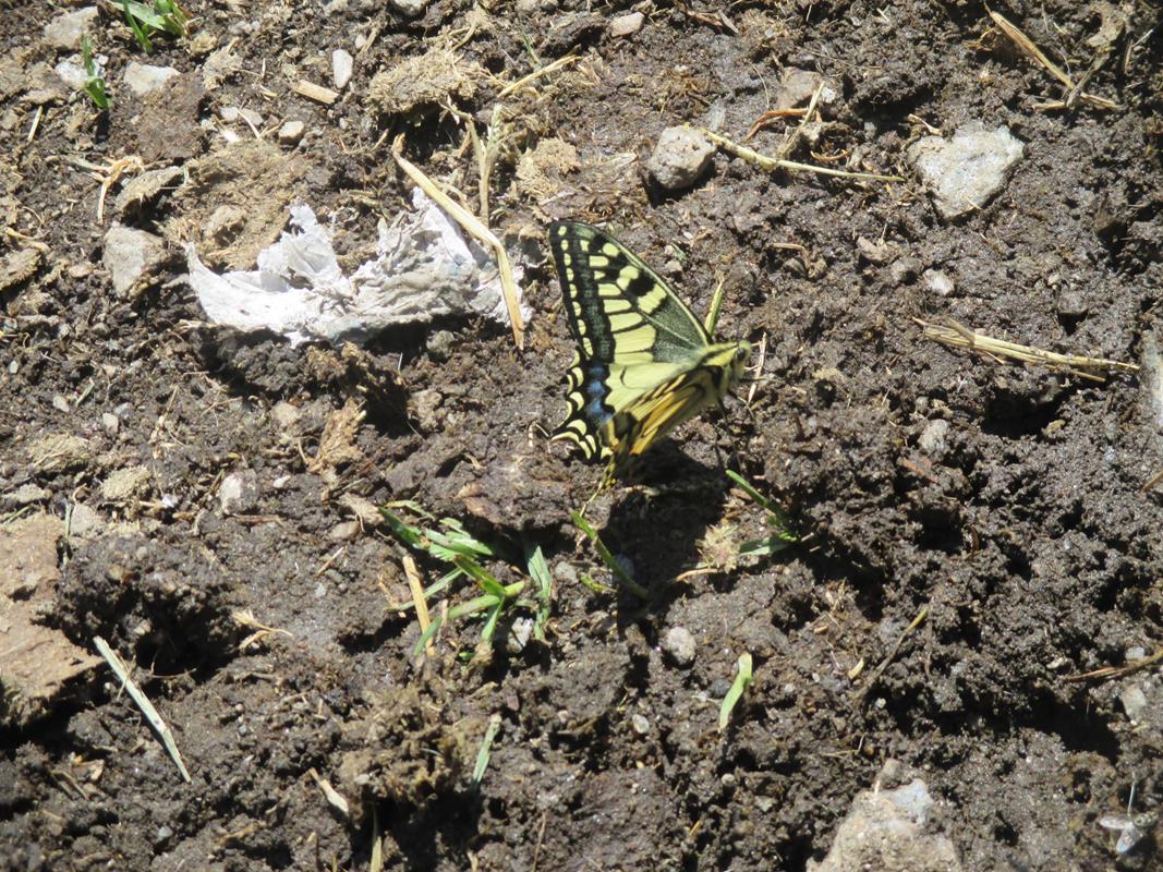 Photos Benoit A146 18-07-2018