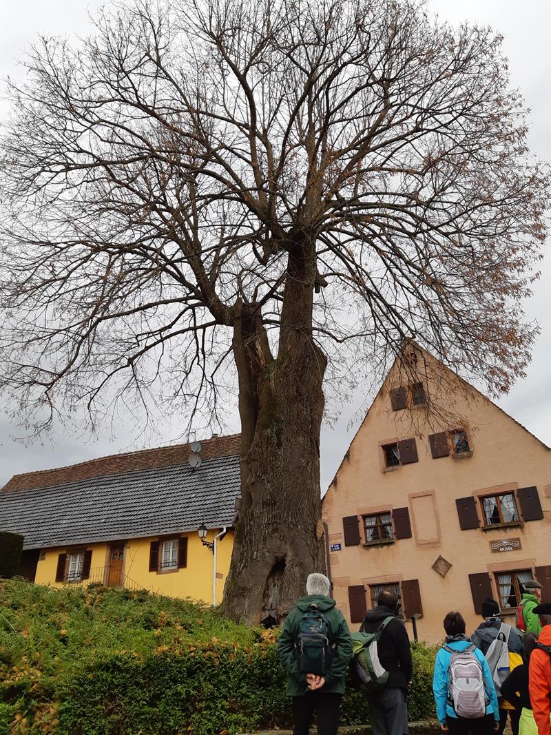 CVD Cloture Richard A010 15-12-2019