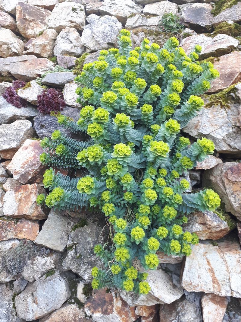 MChristine A003 02-04-2019