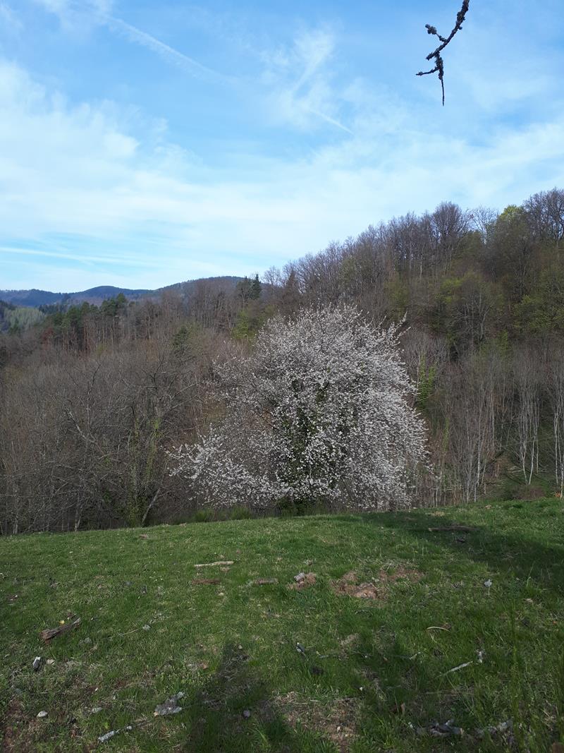 MChristine A004 02-04-2019