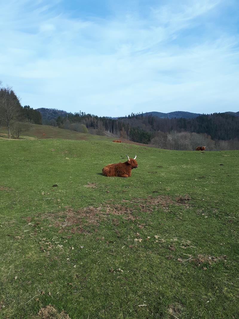 MChristine A005 02-04-2019